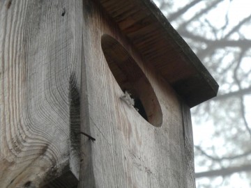 Czas na przeglądy budek lęgowych, W. Pogorzelska